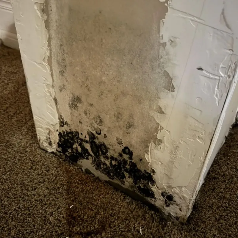 Professional Mold Removal in Waterloo, WI